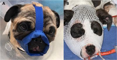 Craniomaxillofacial trauma in immature dogs–etiology, treatments, and outcomes